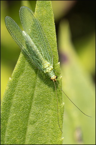 Lacewing Fly - Chrysoperla carnea