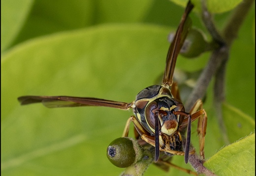 Creatures - Macro Photography