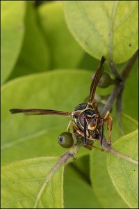 Common Wasp