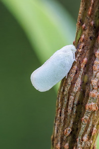 Flatid Planthopper