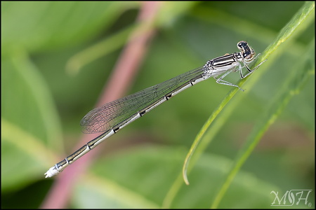 Familiar Bluet