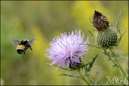 Bumble Flight