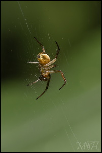 Leaf Curling Spider