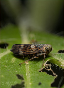 Coppery Leafhopper