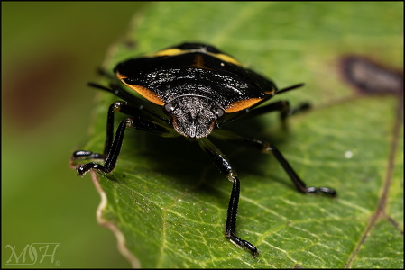 Hedge Nettle Stink Bug