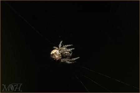 White-winged Orbweaver