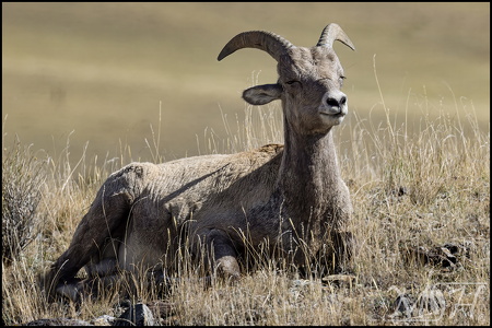 Bighorn Sheep Kid