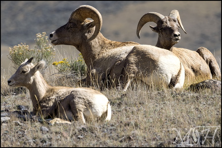 Bighorn Sheep Trio