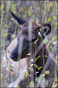 Roosevelt Elk