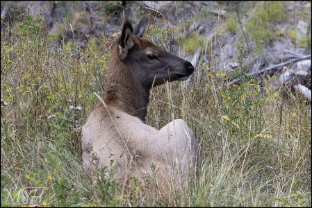 Elk Resting