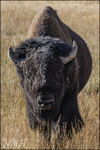 Bison