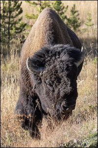 Bison Strolling