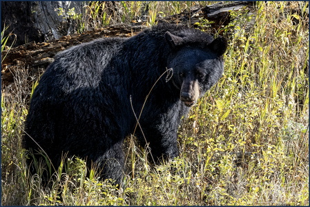 Black Bear
