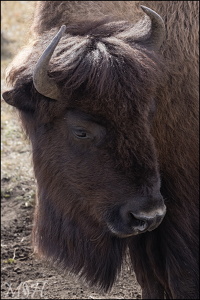 Bison Portrait