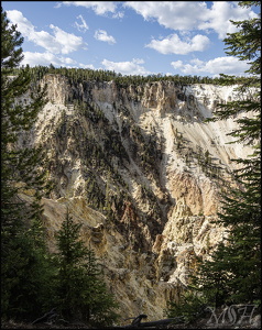 Canyon through the Pines