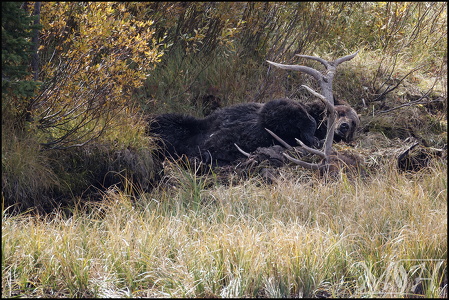 Grizzly napping on downed Elk