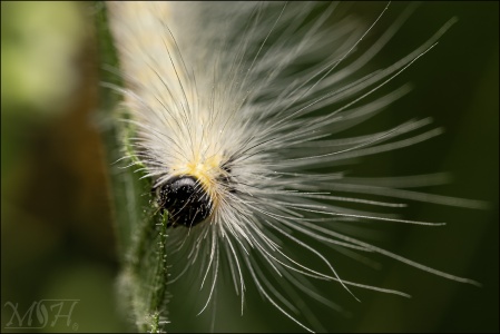 Caterpillar