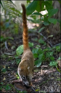 61000 White Nosed Coati - Nasua Narica