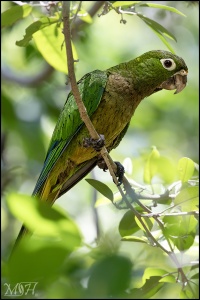 Perched Olive Throated Parakeet