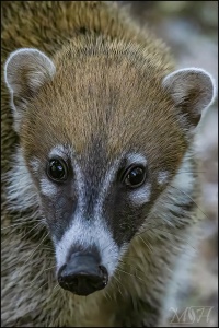 Portrait White Nosed Coati - Nasua Narica