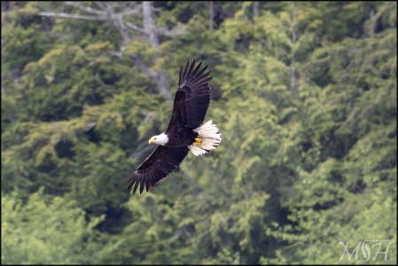 Bald Eagle