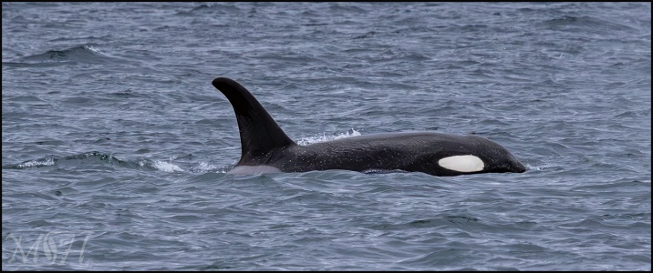 Orca