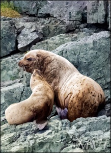 Steller Sea Lions