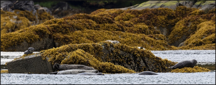 Herd of Stellar Sea Lions