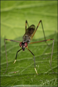 Stilt-Legged Fly